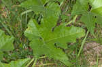 Field pumpkin